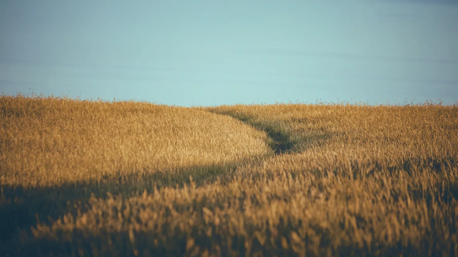 field of wheat